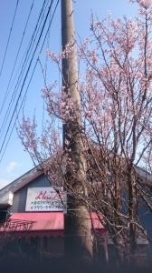 桜が咲きましたが、ずっと雨ですね。　｜「よしこフラワー」　（熊本県八代市の花キューピット加盟店 花屋）のブログ