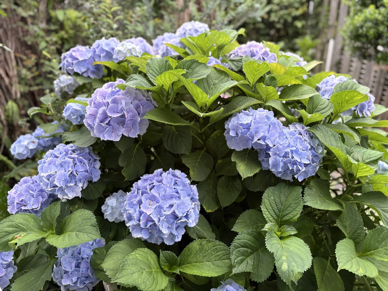 あじさいの季節になりました！ | 花屋ブログ | 熊本県八代市の花屋 よしこ …
