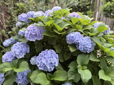 あじさいの季節になりました！｜「よしこフラワー」　（熊本県八代市の花キューピット加盟店 花屋）のブログ